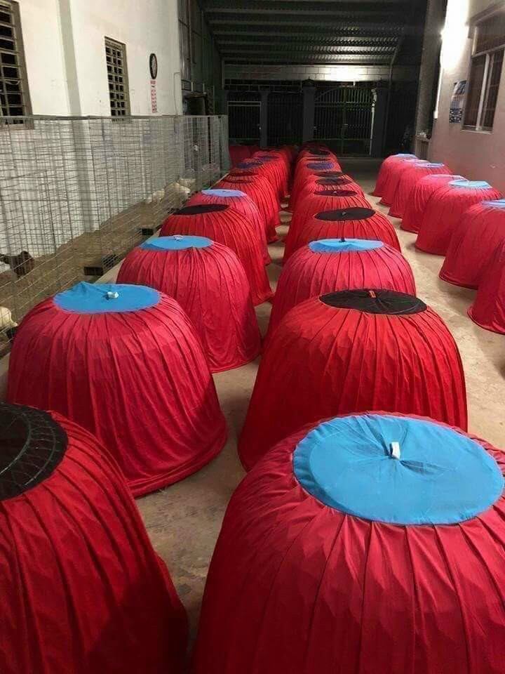 Sỉ 10 mùng cho bội gà lớn.
