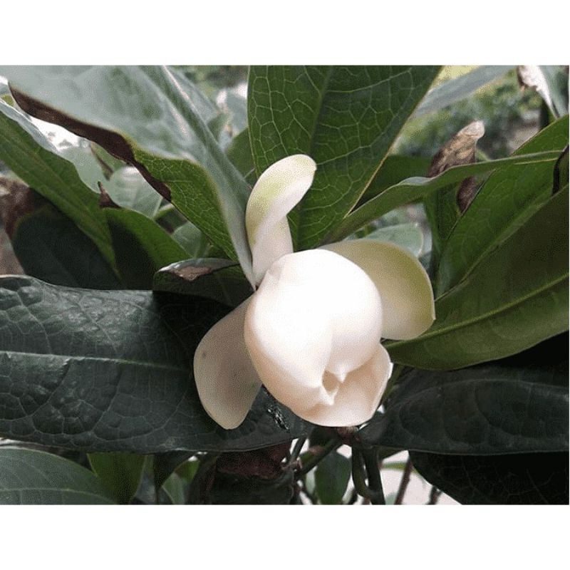 Cây hoa dạ hợp hương đang nụ hoa