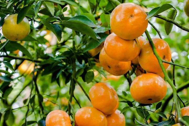 Cây giống quýt hồng Lai vung