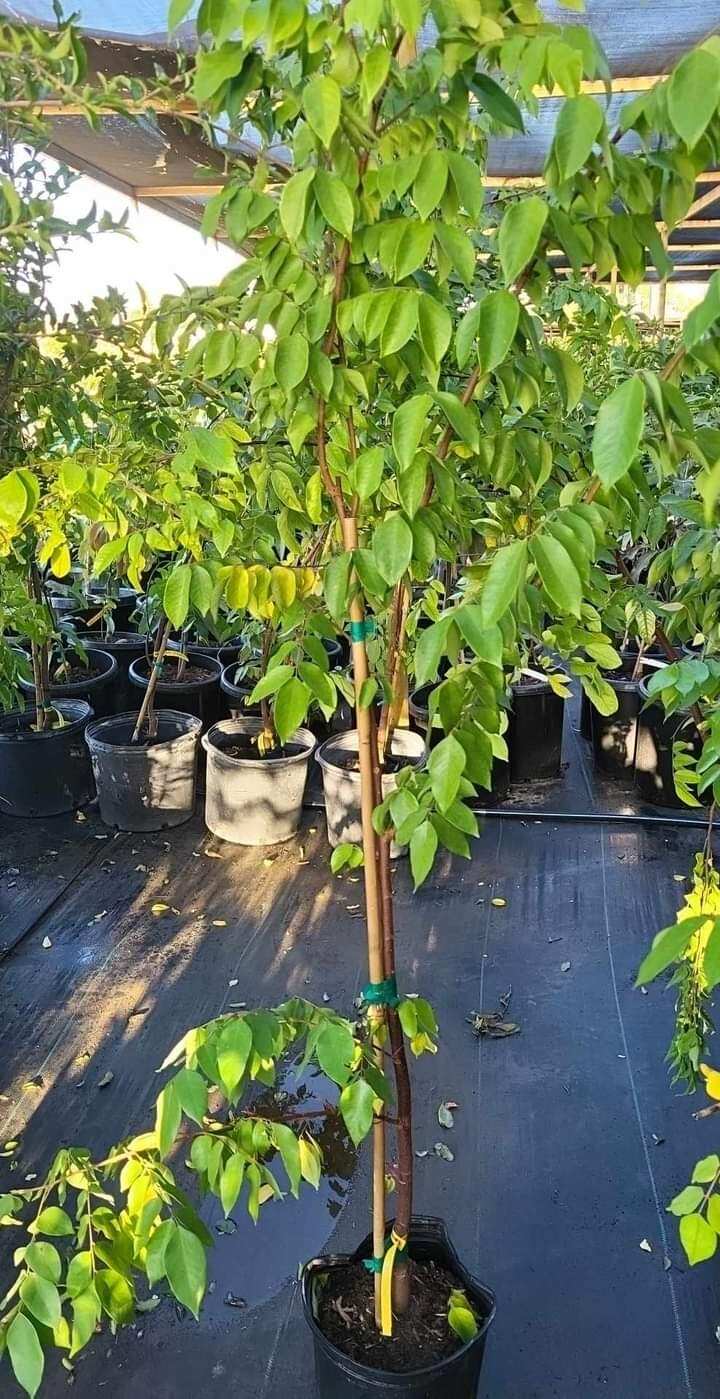 Cây Khế Thái (trái ngọt) đang trái