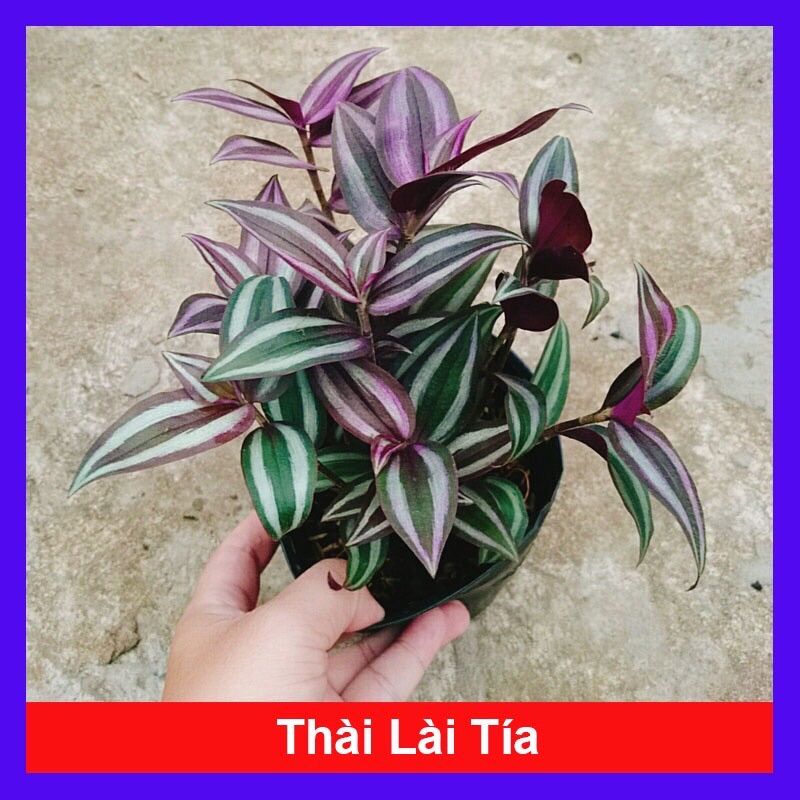Cây thài lài sọc tím