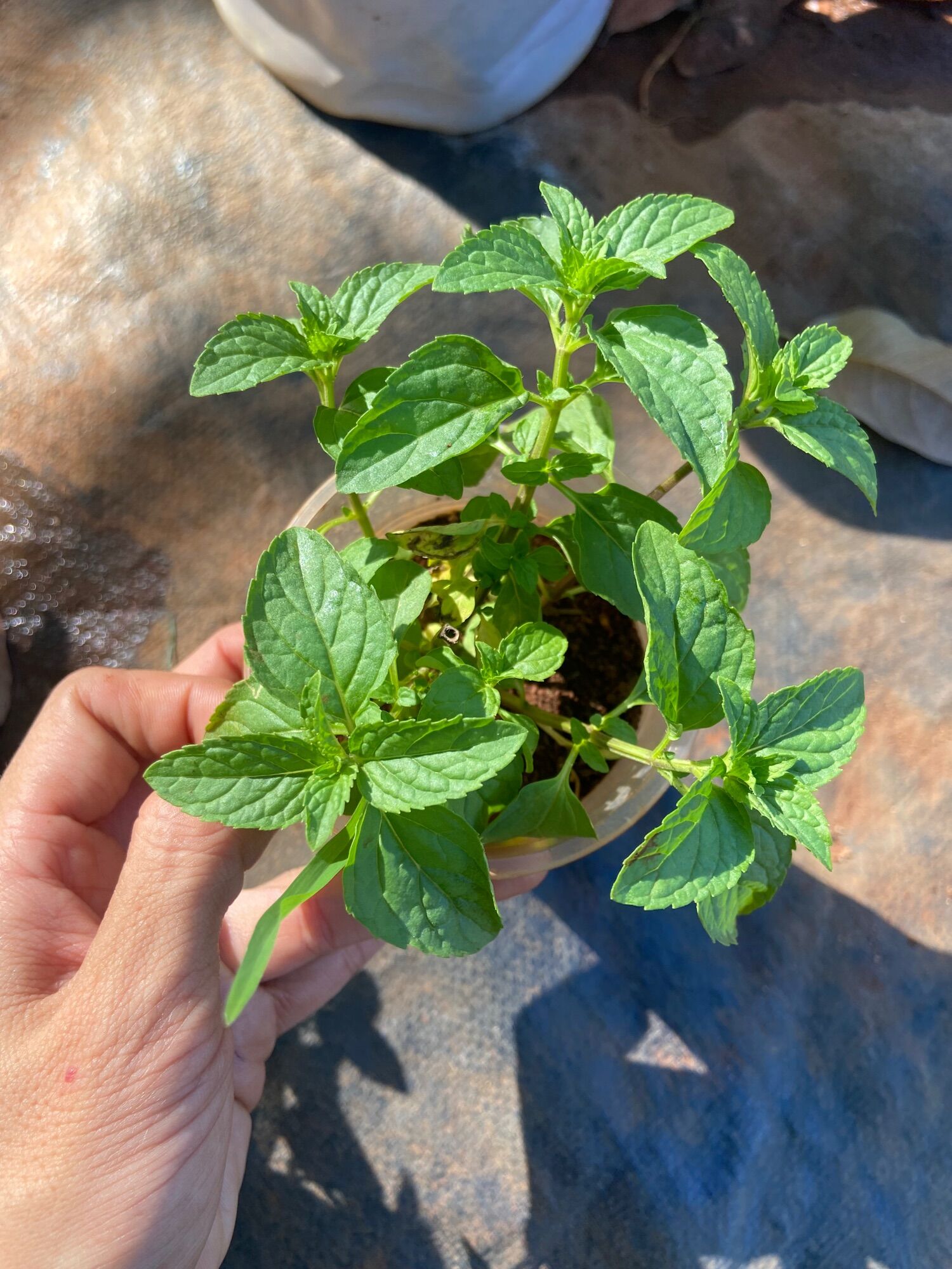 Cây giống bạc hà Pháp