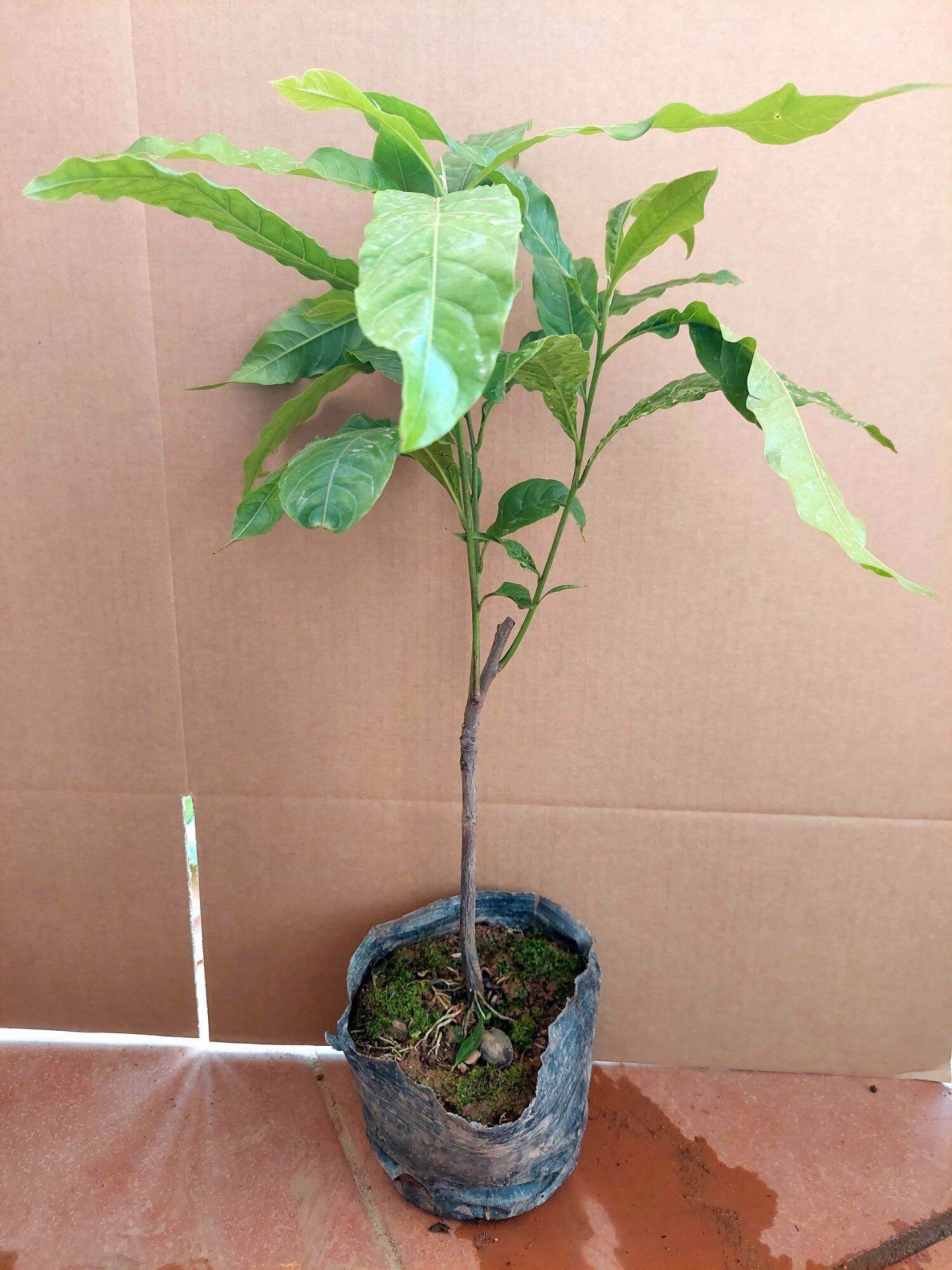 CÂY GIỐNG VÚ SỮA HOÀNG KIM
