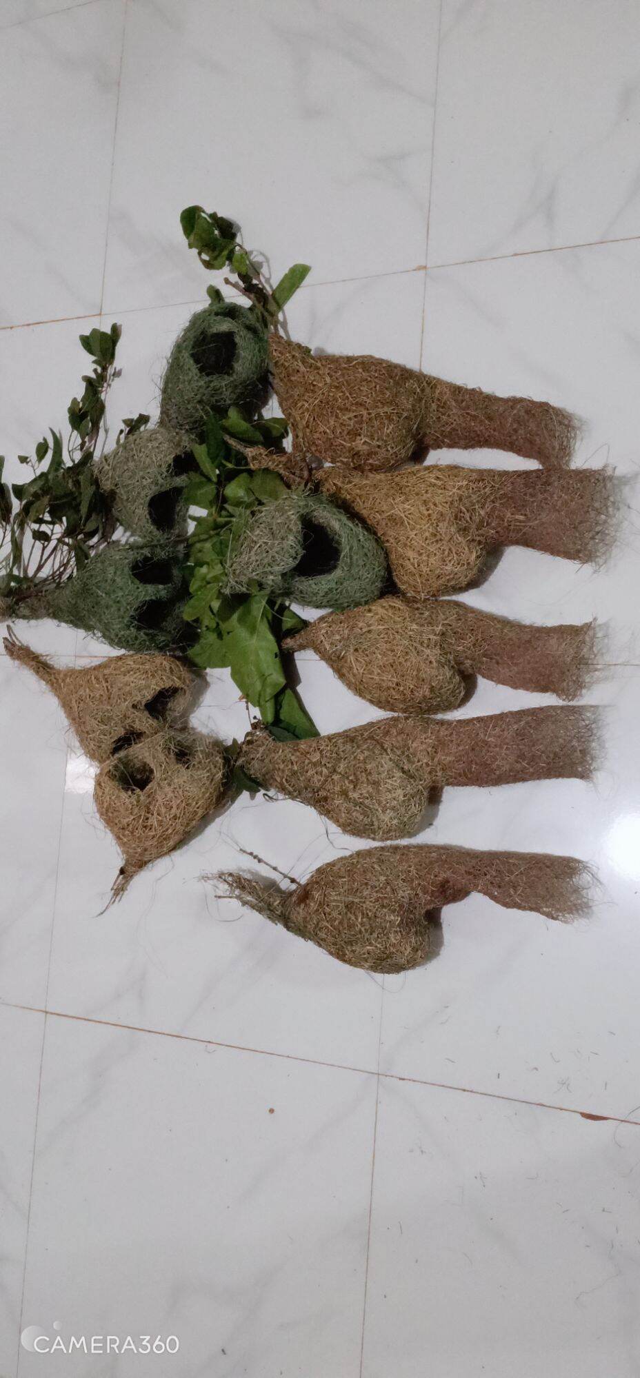 tổ chim dòng dọc