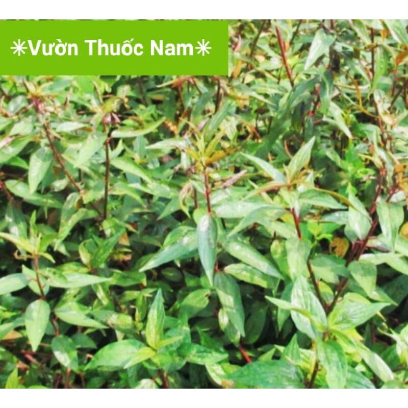 10 cây bọ dòi tía giống chuẩn . lh 0975449688