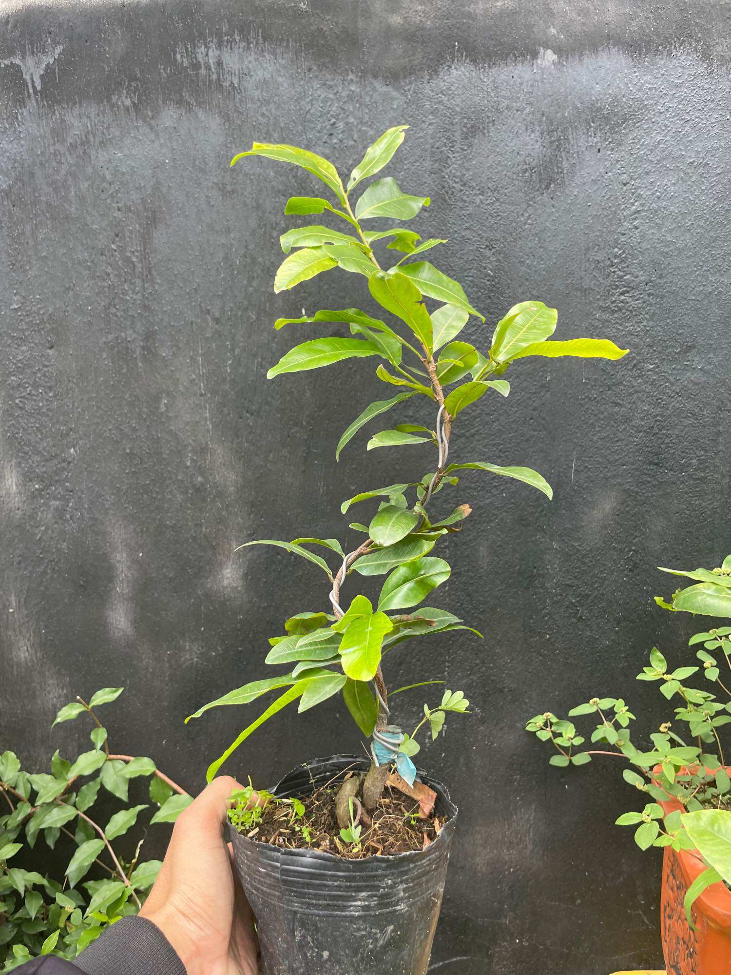 [HCM]Mai cúc tư long (bình định) hoa nhiều cánh