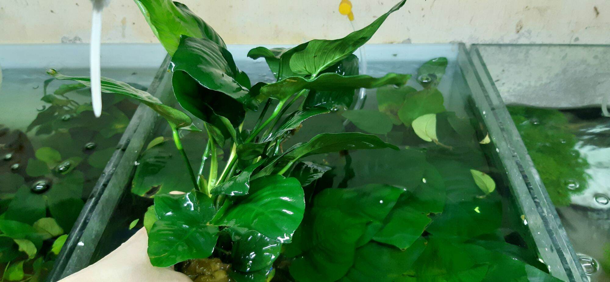 Cây thủy sinh Ráy lá to - cây thủy sinh không cần đất nền