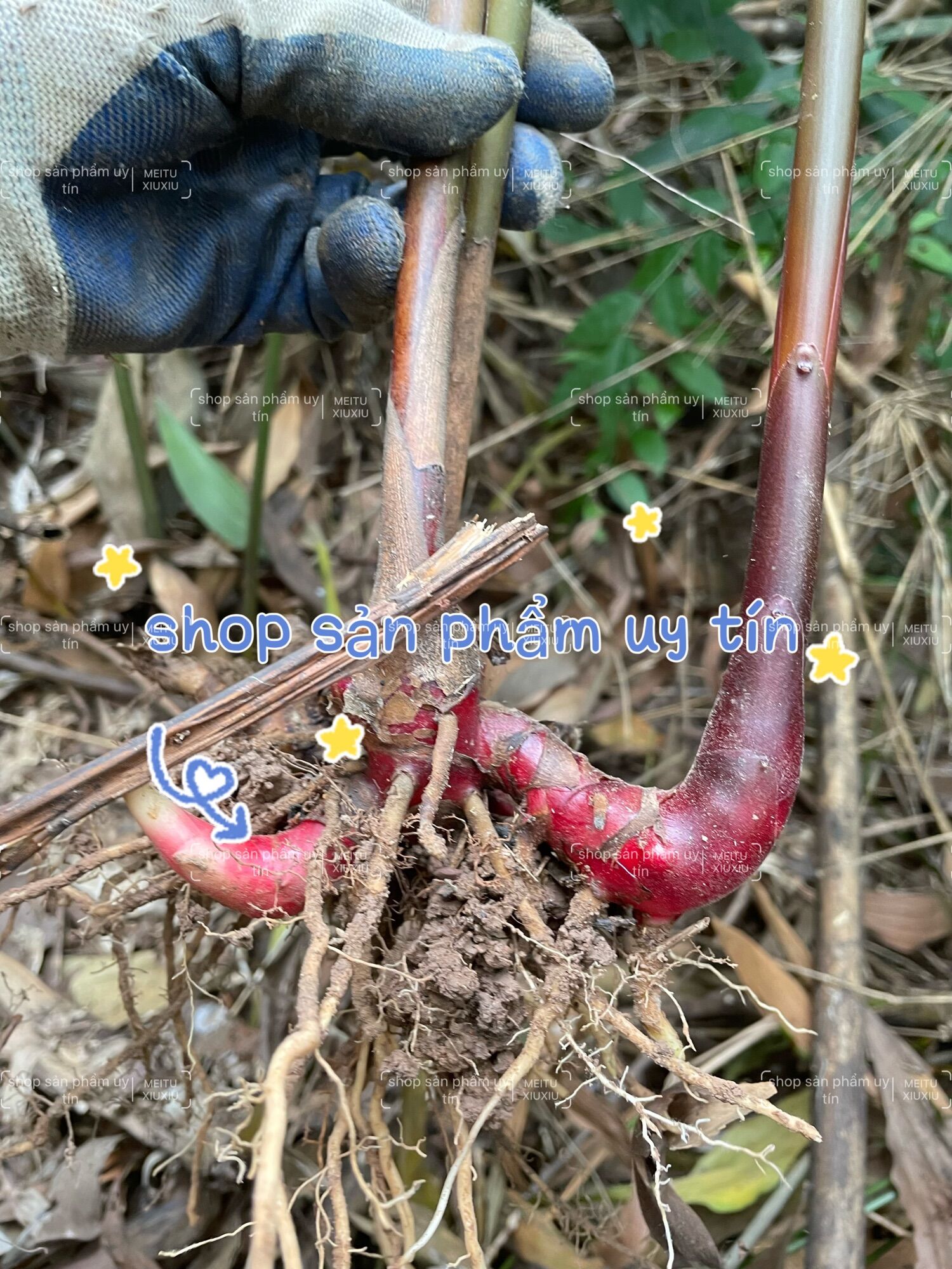 Sa nhân tím (củ giống tách từ củ cái)
