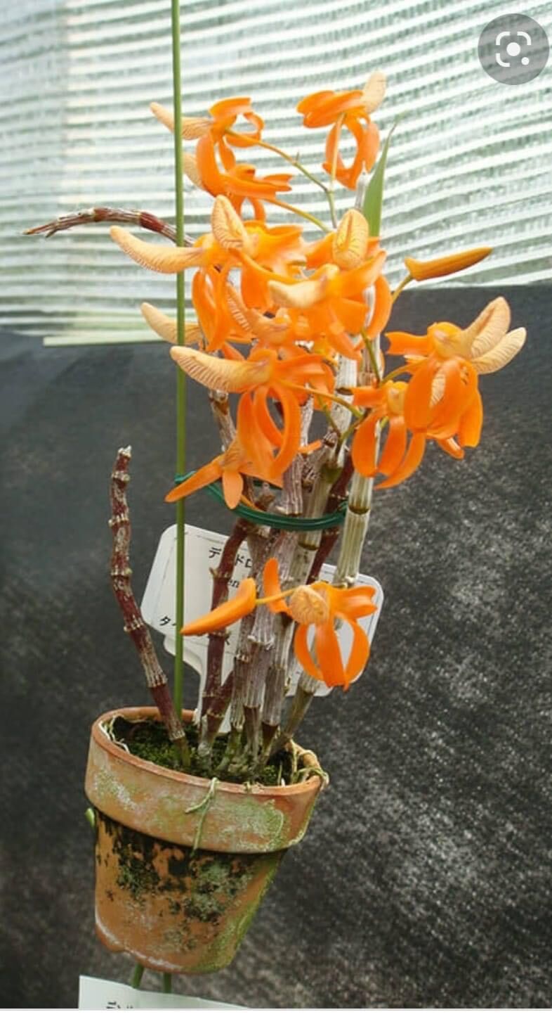 Hoa Lan đơn cam