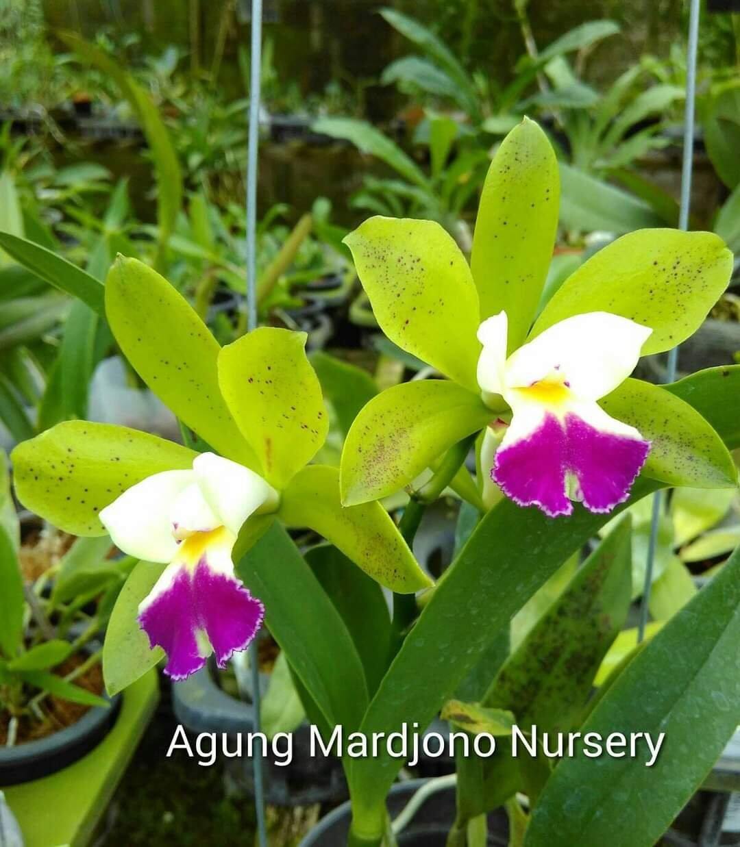 Cattleya mini Landwood đang nụ hoa thơm