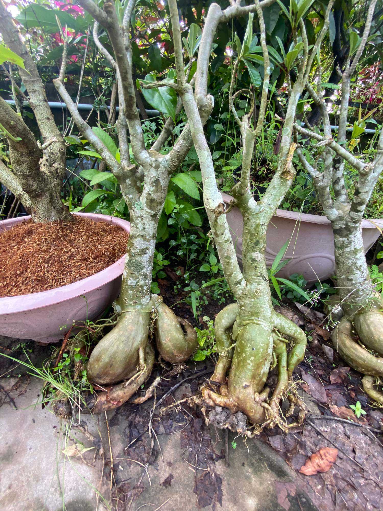 Củ Hoa Sứ Lớn màu đỏ ( gốc lớn đế 20-30 )