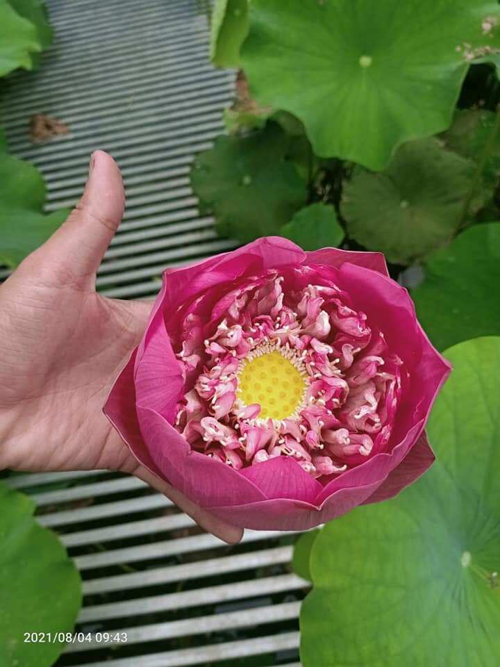 củ giống sen quan âm hồng