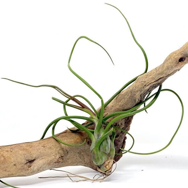 cây không khí bulbosa giant