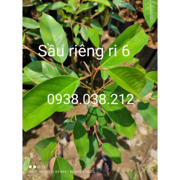 CÂY GIỐNG SẦU RIÊNG RI 6 ( CHUẨN F1)