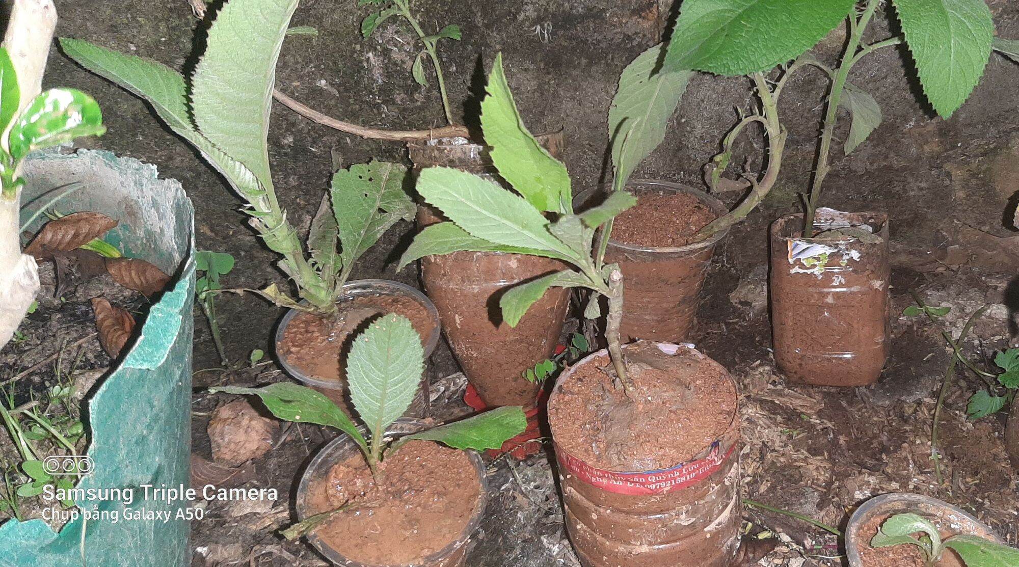 Cây đại bi giống