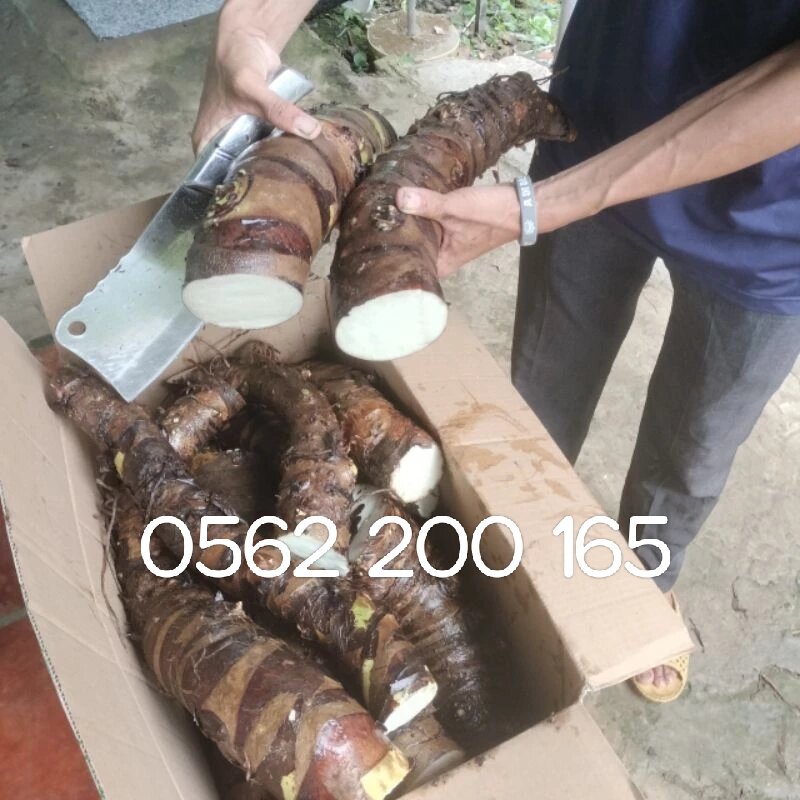 .Chỉ 100k/combo 5kg, củ bạc hà núi chuẩn chất lượng