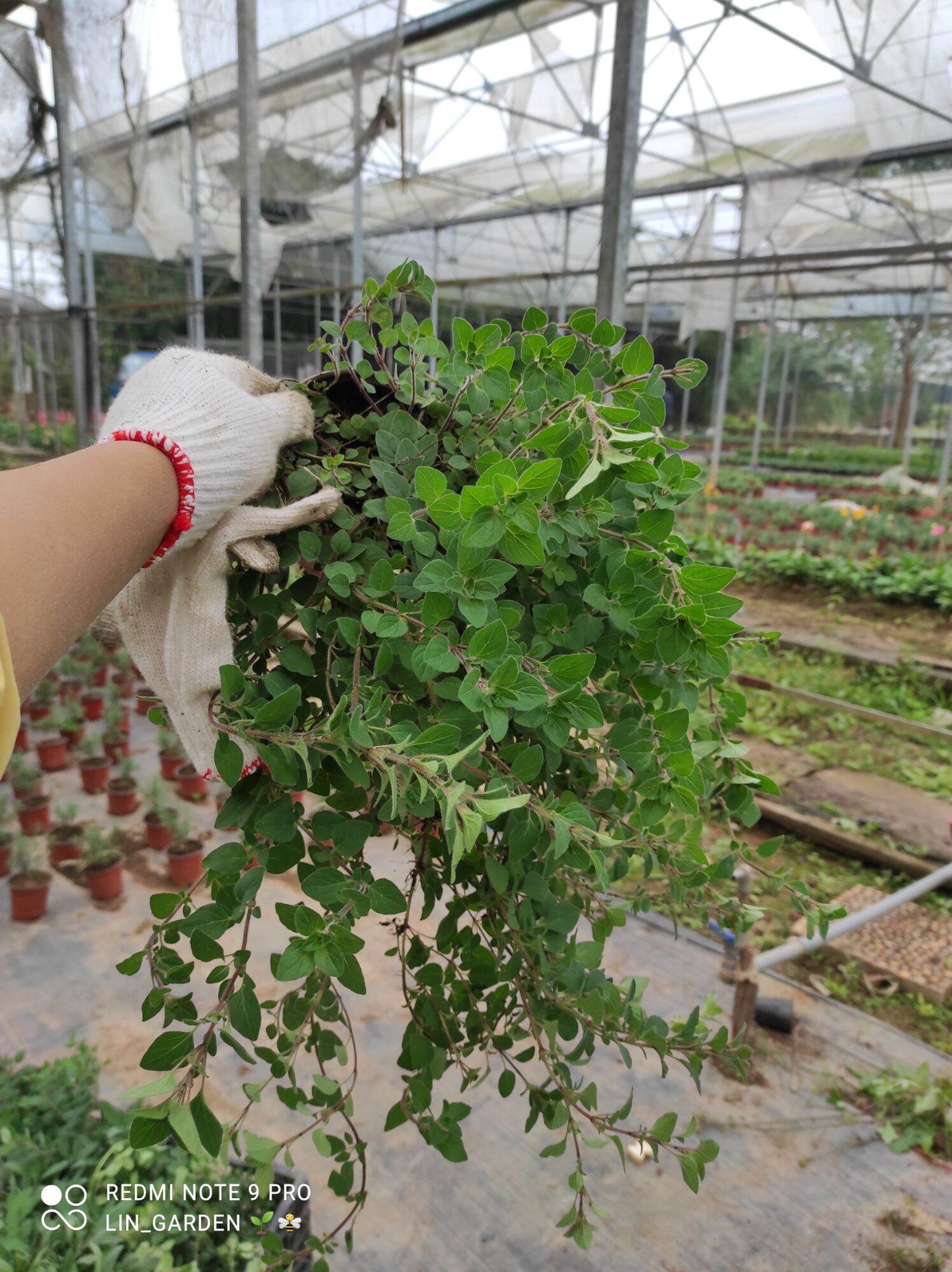 cây oregano - kinh giới dại