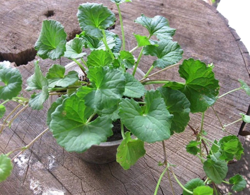 Chậu cây rau má