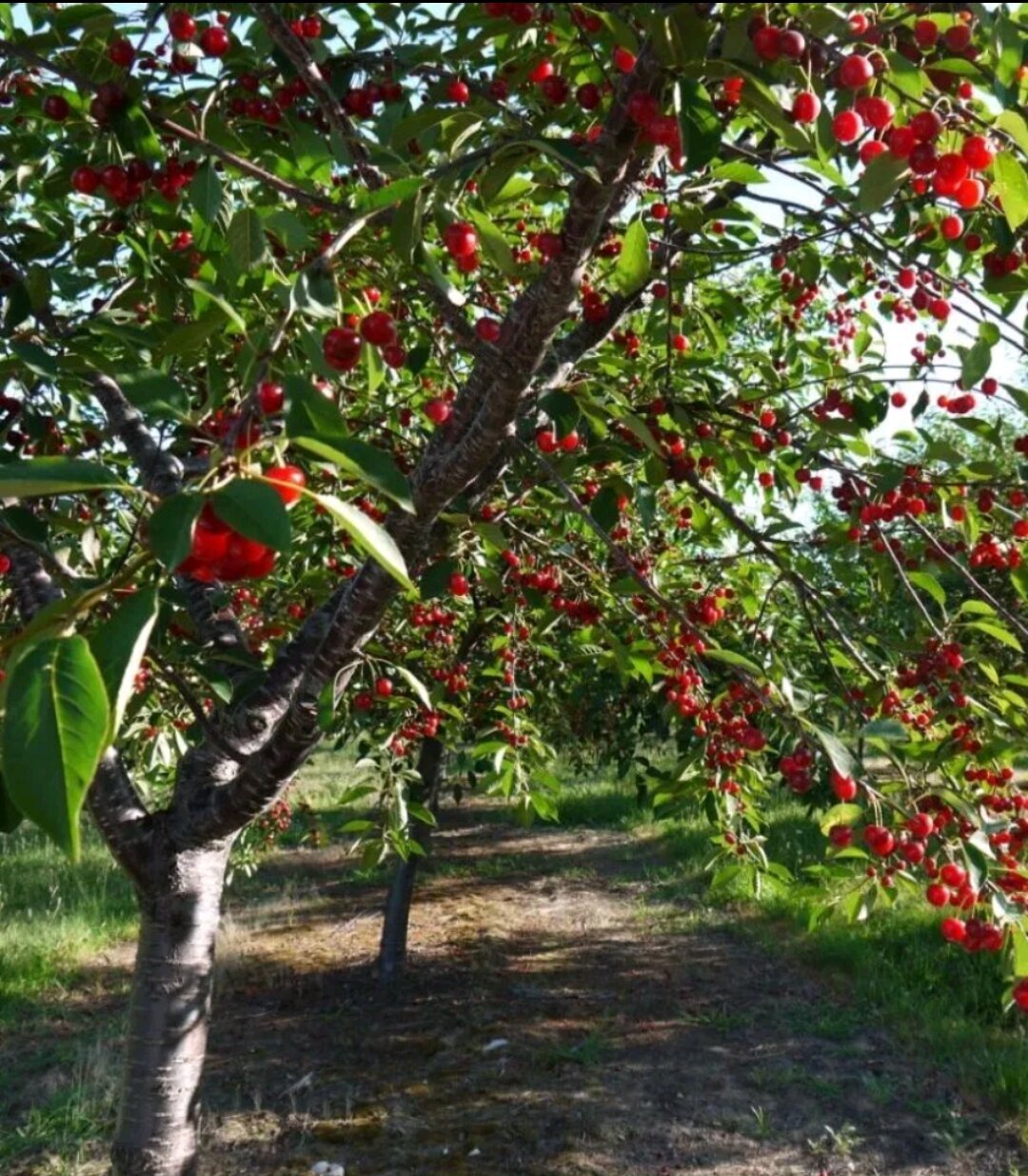 CÂY GIỐNG CHERRY Chịu Nhiệt tốt