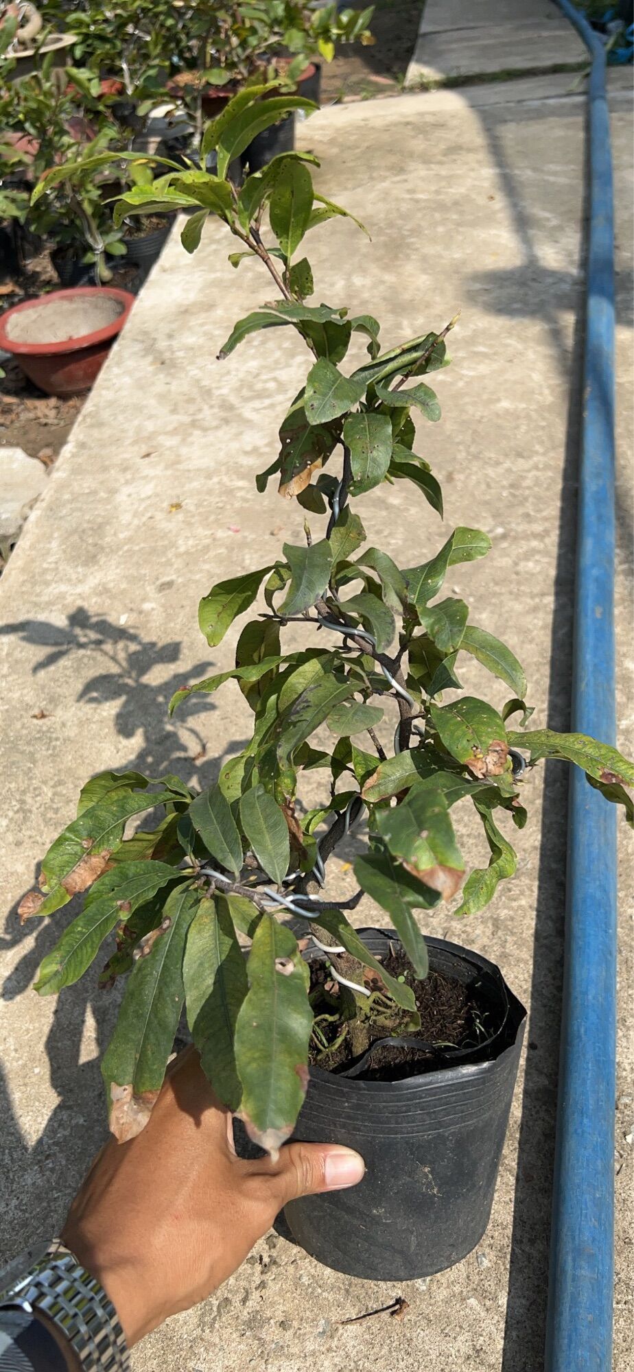 Cây Mai Phú Quý_cây ghép chuẩn