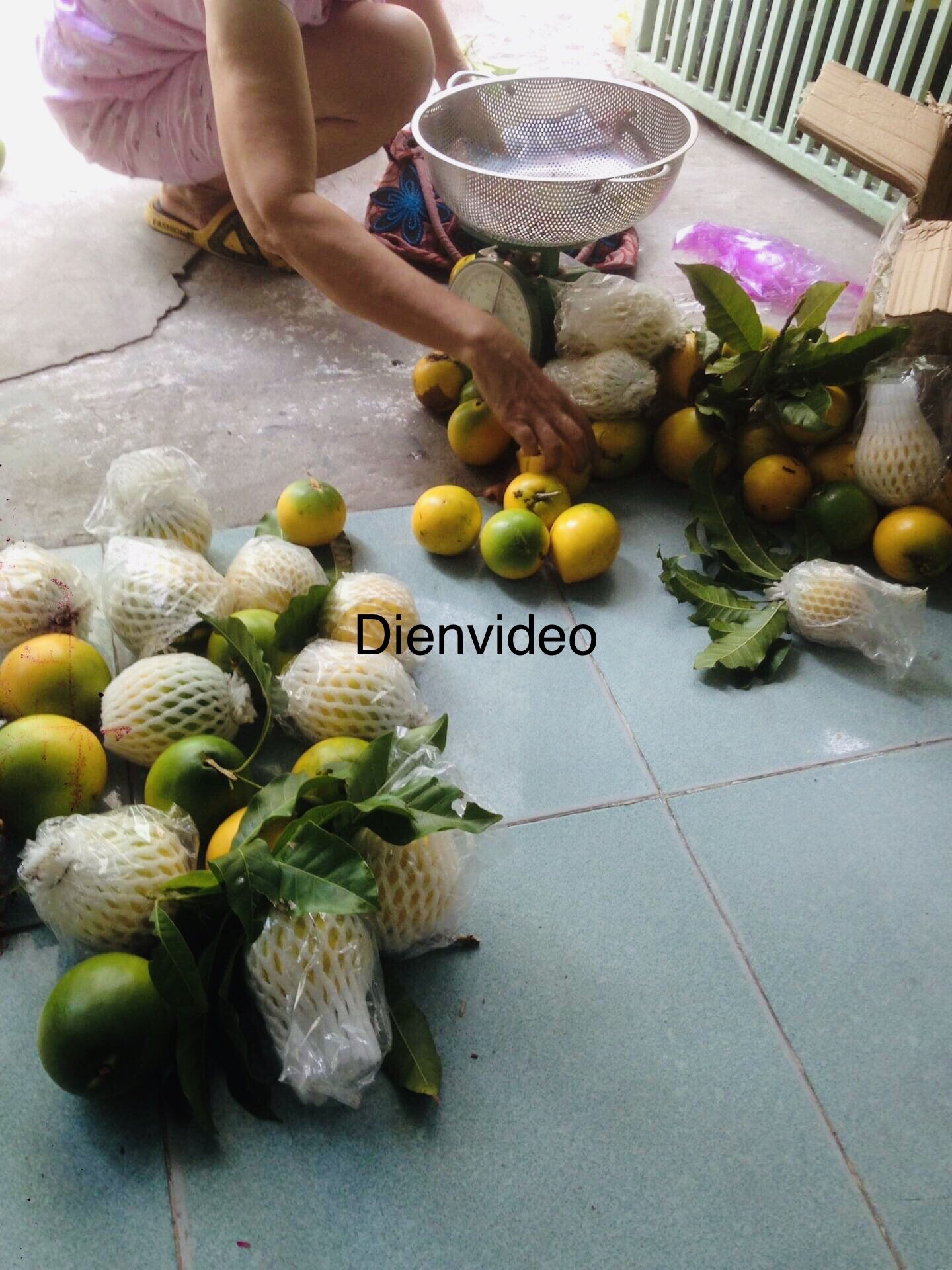 Cây giống vú sữa hoàng kim lớn rẻ