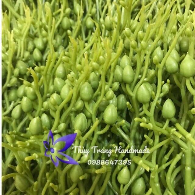 Cành hoa Lan Hồ Điệp có đúc sẵn nụ
