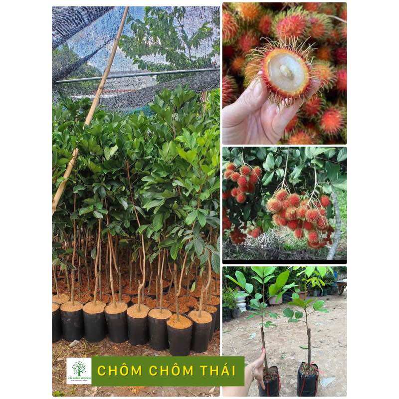 Chôm chôm thái siêu lớn cây cao 1 mét6, nhanh trái