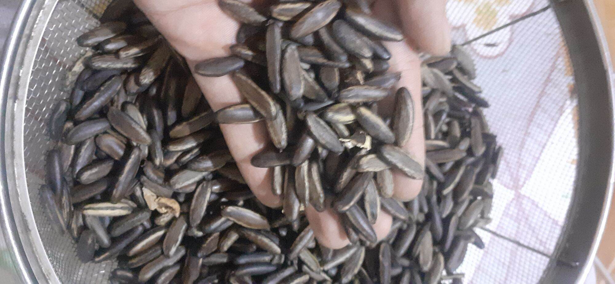 Hạt phượng đỏ giống