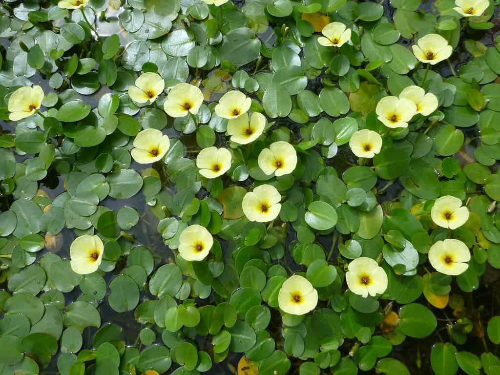 Cây Thủy Quỳnh trồng thủy sinh