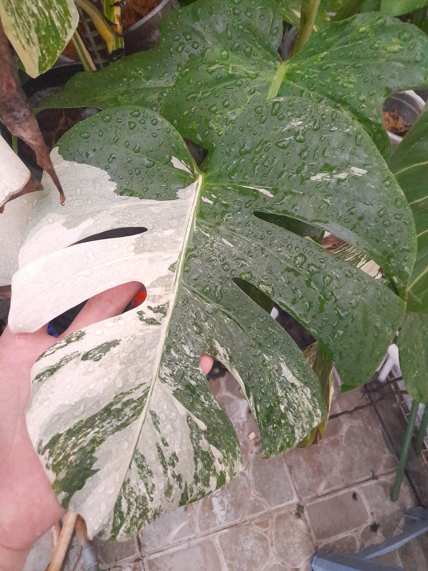 TRẦU LÁ XẺ MONSTERA BORSIGIANA ALBO VAR