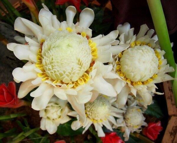 Sen đa lộc- 8 màu- củ giống