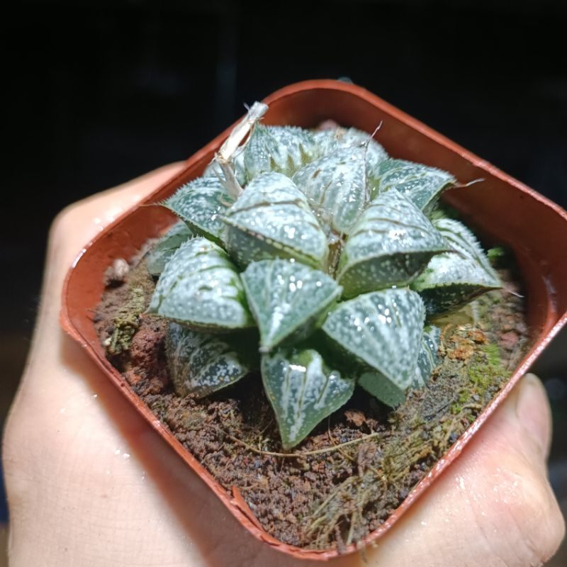 ( Sale 50%) Sen đá Haworthia yuki rất đẹp 6_7 cm