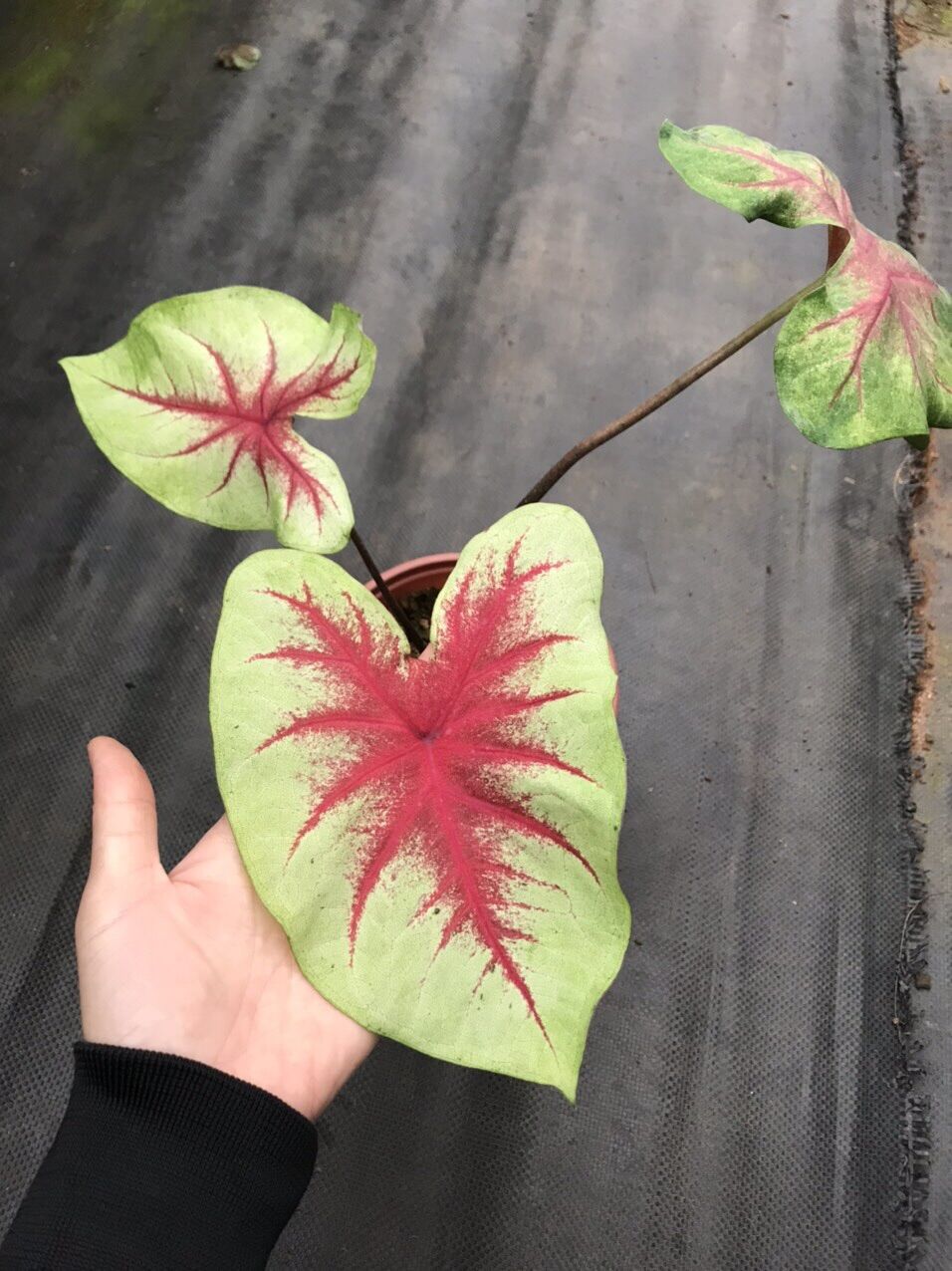 <GIÁ RẺ>Cây Môn Màu Caladium Rosebud sz trung