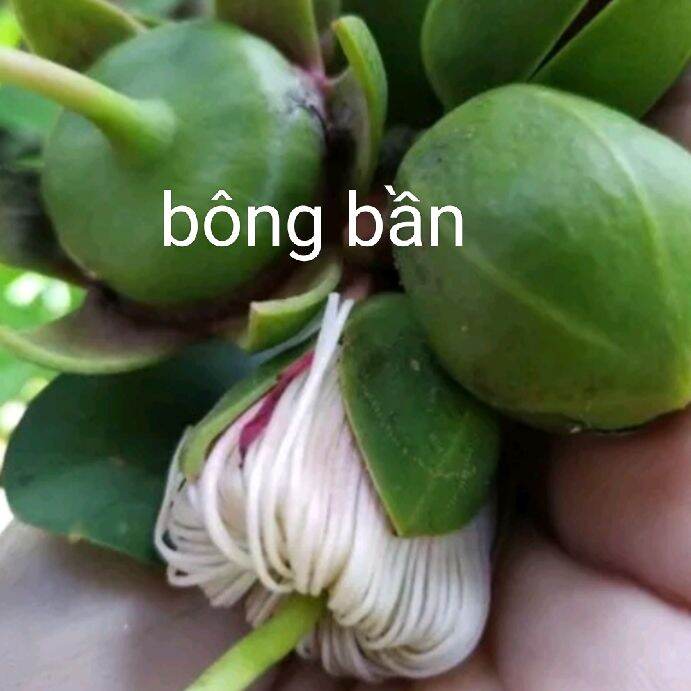 Hoa bần, rễ bần, trái bần sấy ( hái theo yêu cầu)
