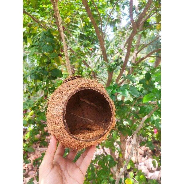 Tổ chim gáo dừa tự nhiên cỡ lớn kèm đế lót xơ dừa