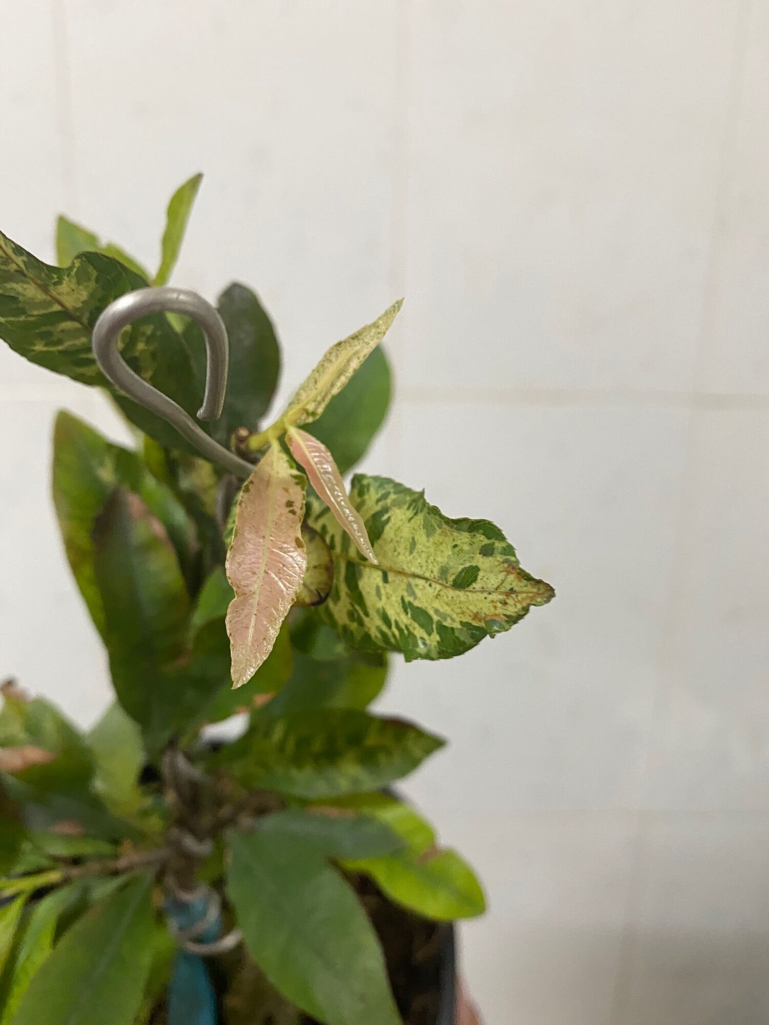 Hoa bạch mai ghép giống Thái(12-18 cánh)
