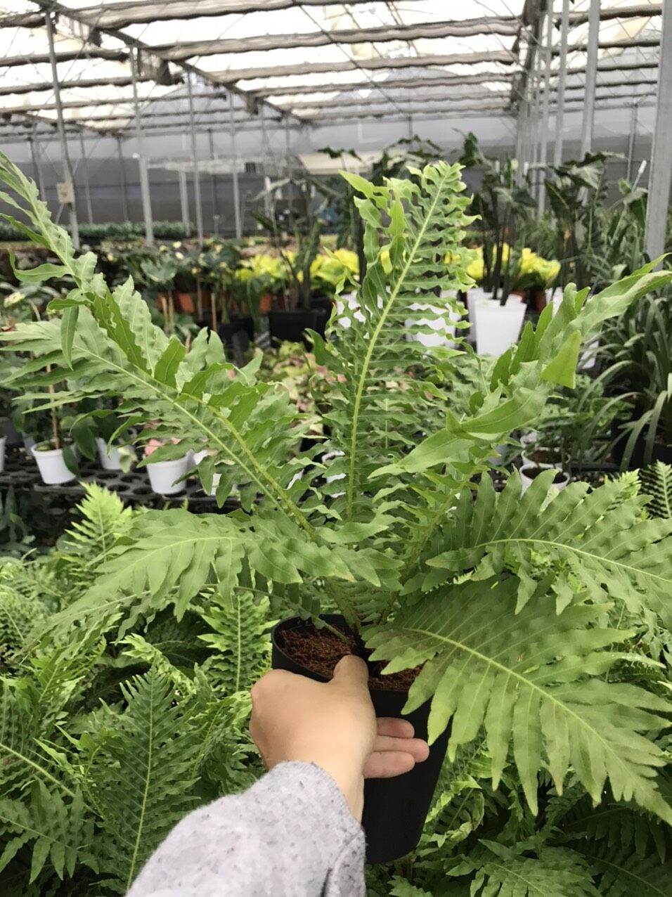 Dương xỉ khổng tước - Blechnum gibbum.