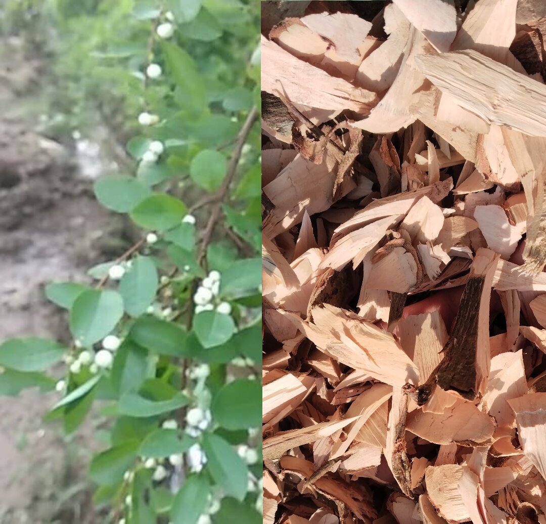 Cây cơm nguội ( gai nổ) thân gìa khô 1kg