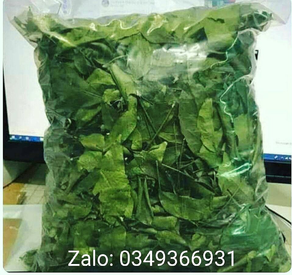Lá mắc mật khô lạng sơn