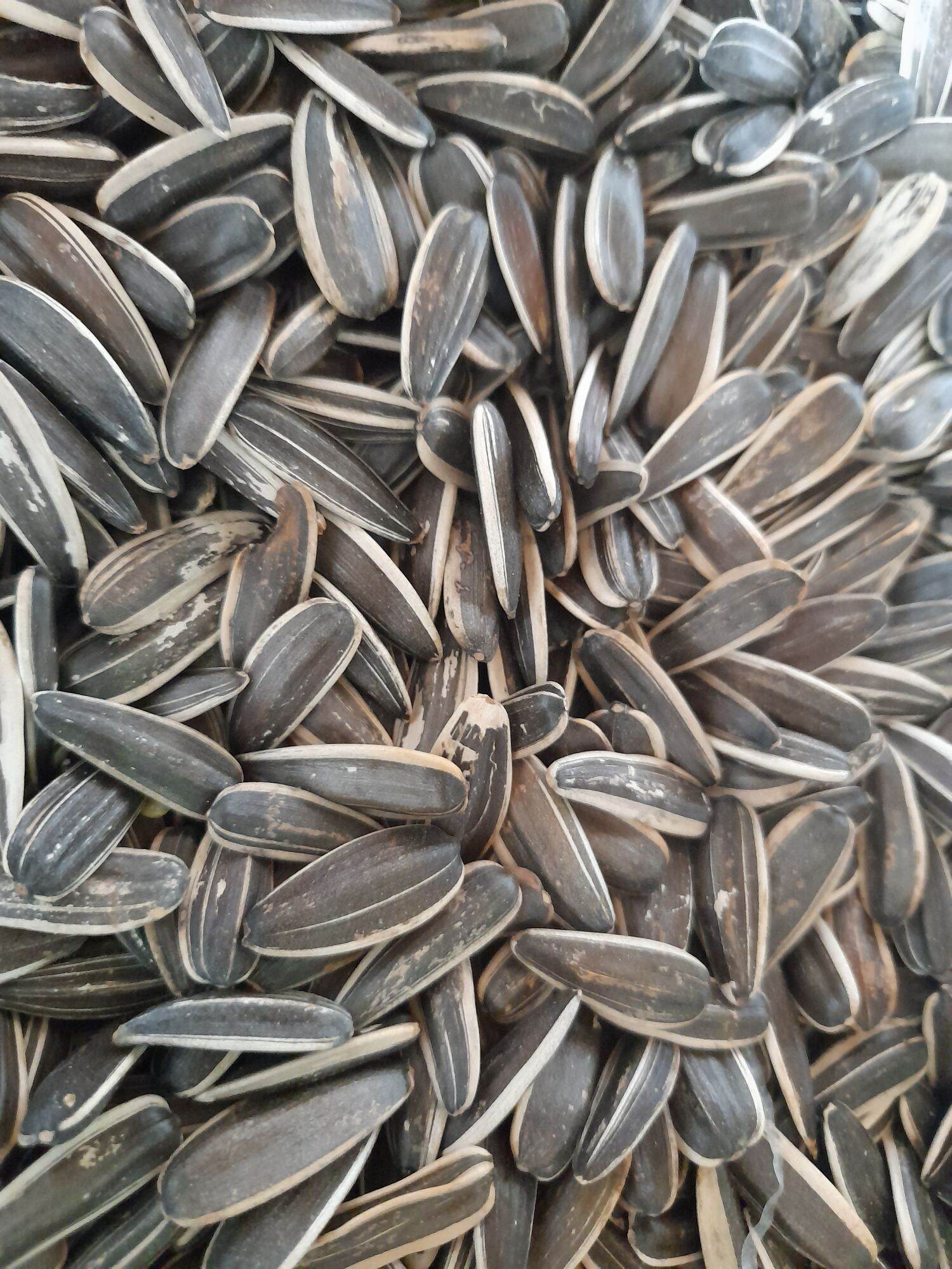 Hướng dương sống 1kg