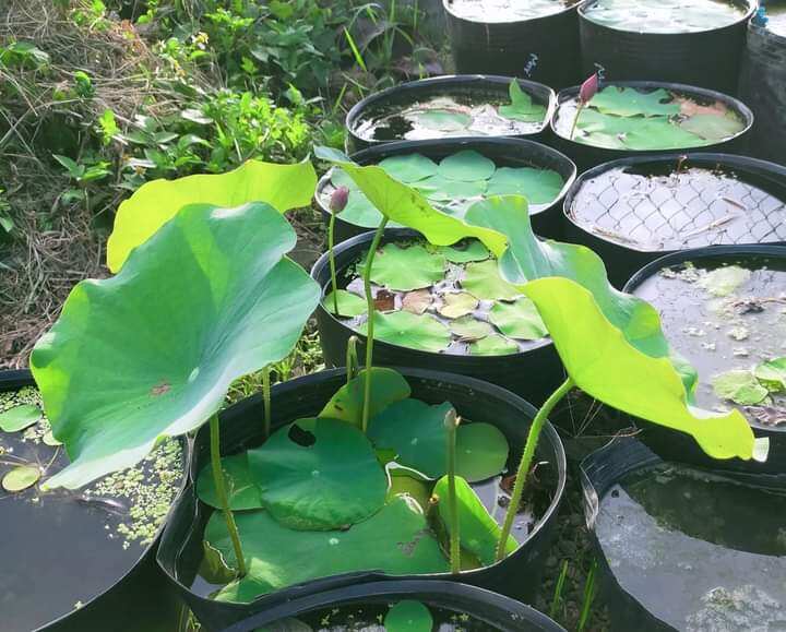 củ sen phật âm phớt hồng