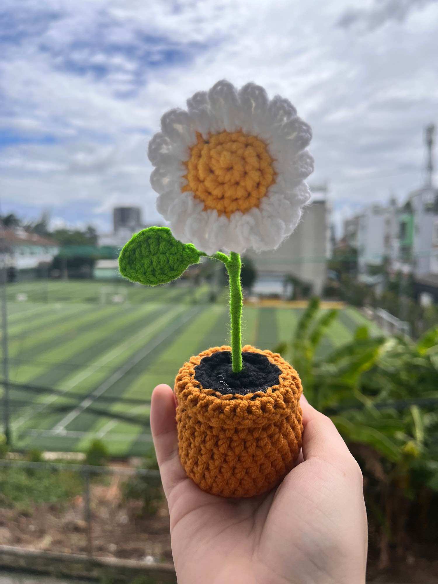Chậu hoa cúc mini để bàn