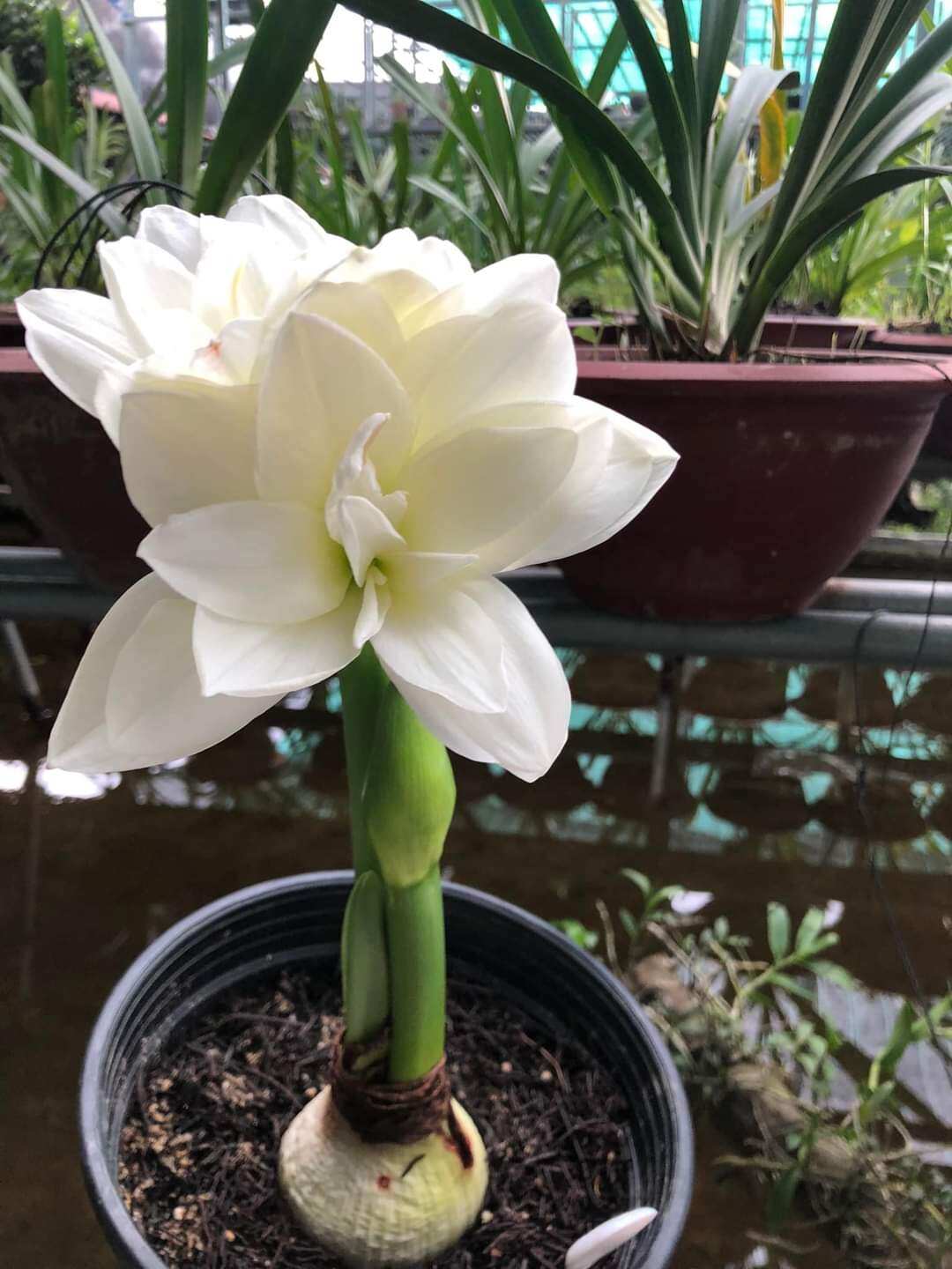củ giống hoa lan huệ