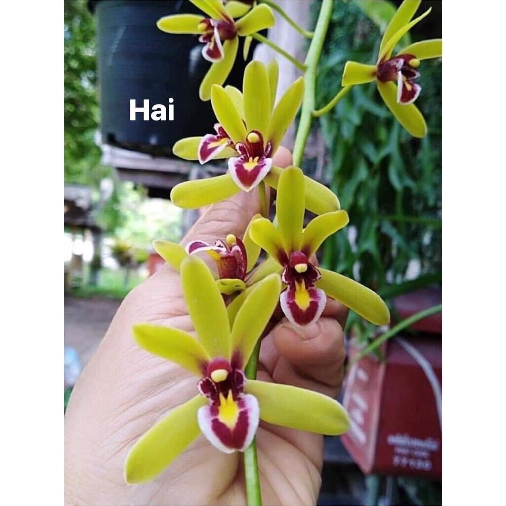 Hoa Lan kiếm thái sỉ 5k( set 5 cây )