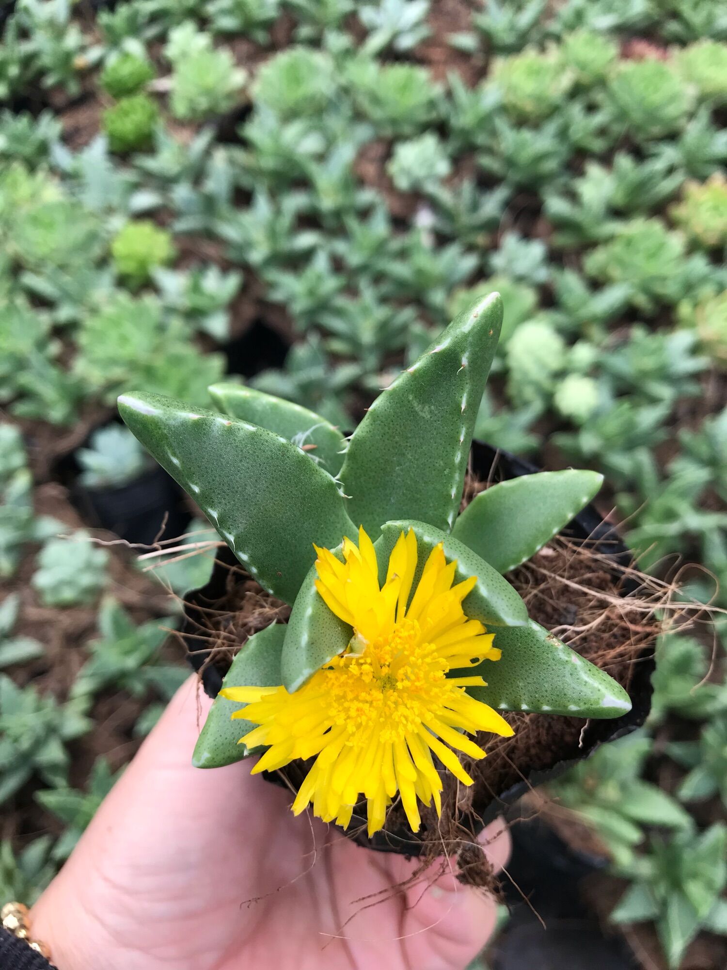 Sen đá hàm cá mập cute size bầu