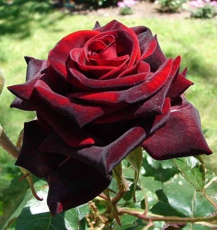 Hoa hồng bụi Abracadabra Rose - phù thuỷ đen