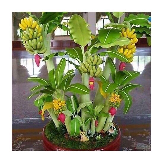Hạt Giống Chuối Mini Sỉ 10k gói 20 hạt