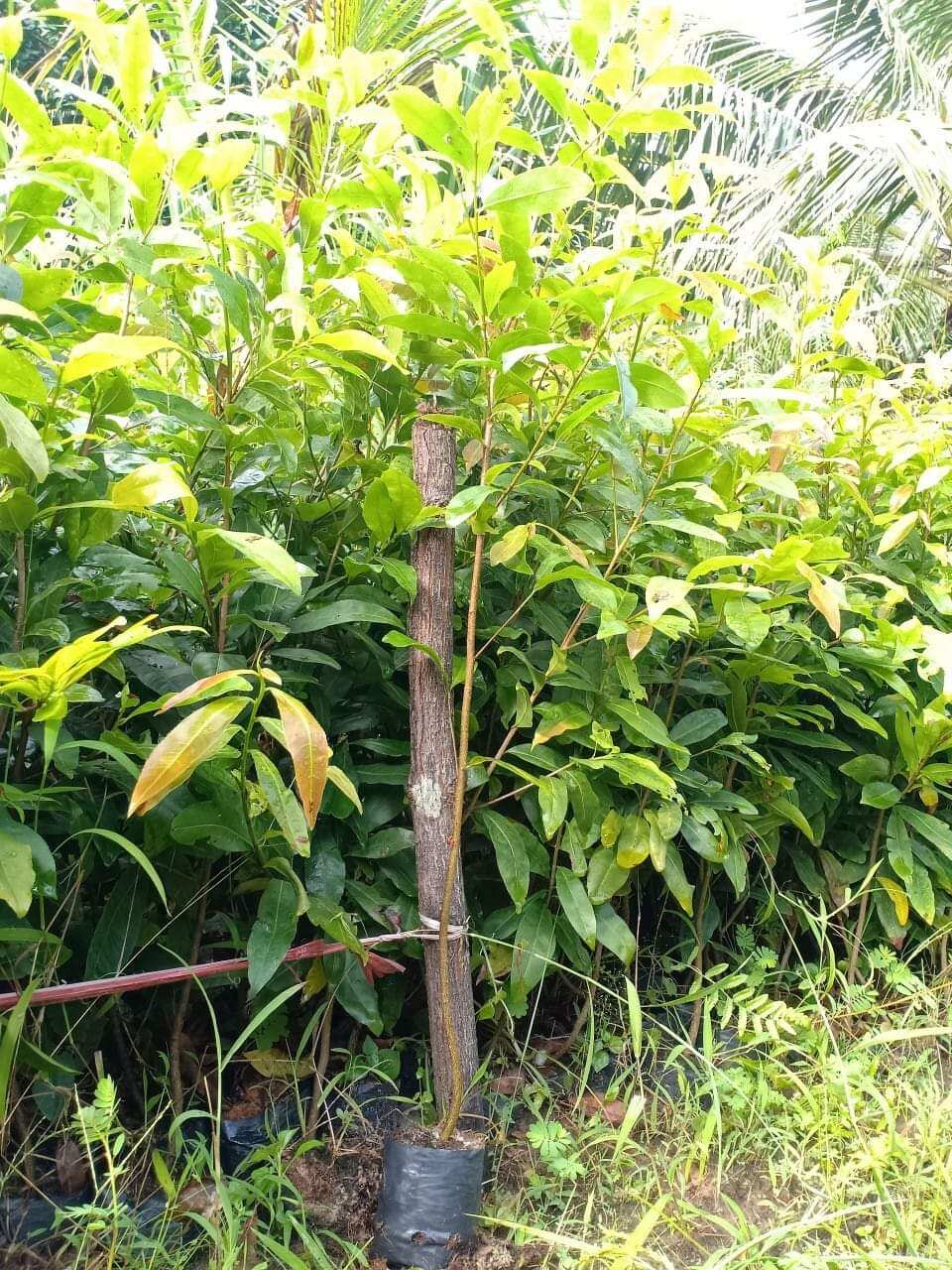 Mai Bí quấn rễ chuẩn 4_5 múi ( Cao từ 100_160cm )