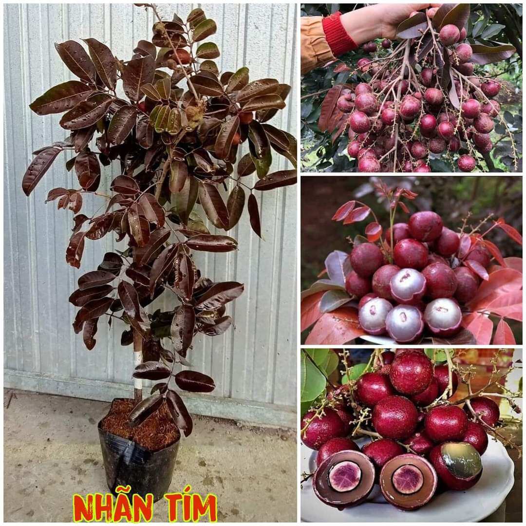 Cây nhãn tím cao hơn 80cm