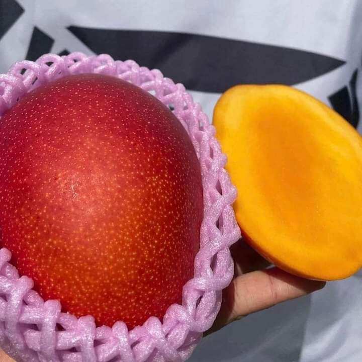 Xoài đỏ nhật. 